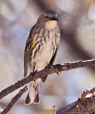 wood-warblers_az
