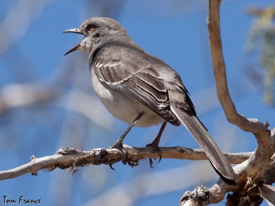 Northern Mockingbird2.jpg