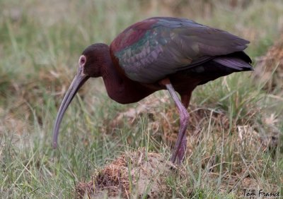 ibis_white-faced