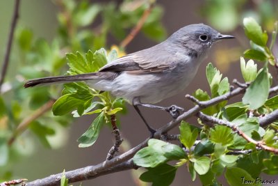Blue-gray Gnatcatcher1.jpg