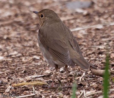 Swainsons Thrush4.jpg