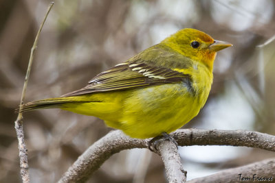 western_tanager