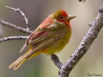 summer_tanager