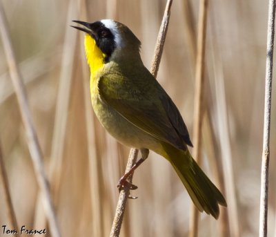 common_yellowthroat