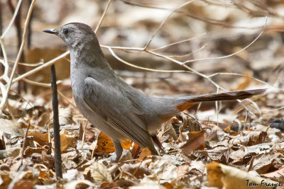 gray_catbird