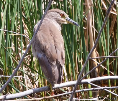 black-crowned_night_heron