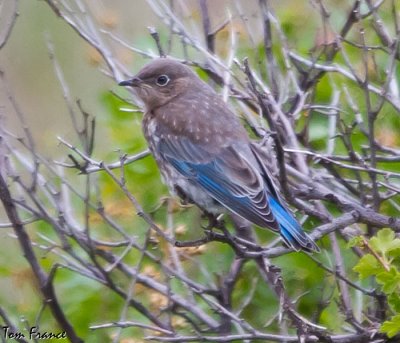 Mountain Bluebird juvenile1.jpg