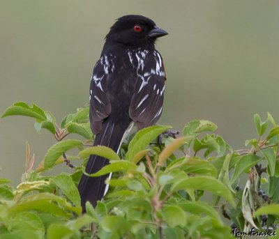 Spotted Towhee4 back view.jpg