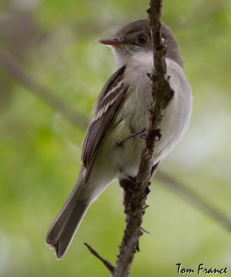 Least Flycatcher1.jpg