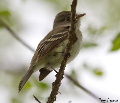 Least Flycatcher2.jpg