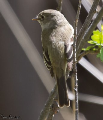 least_flycatcher