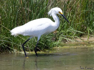 snowy_egret