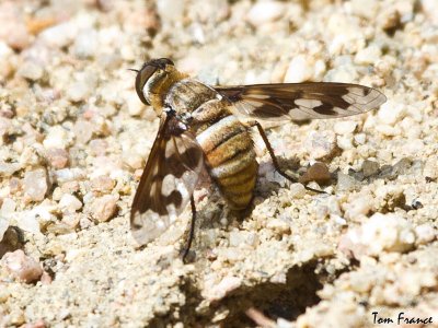 bee_fly