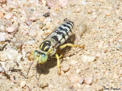 sand_wasp