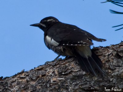 williamsons_sapsucker