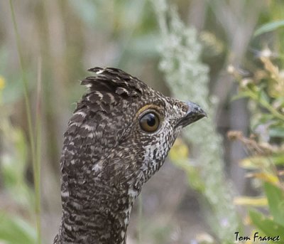 dusky_grouse