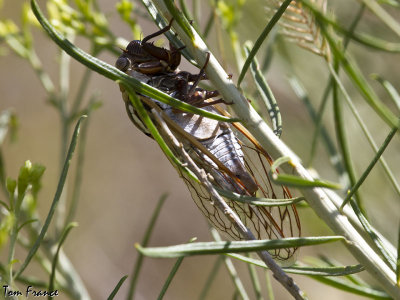 Cicada1.jpg