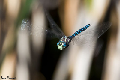 variable_darner