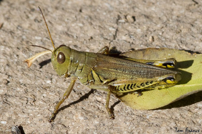 Differential Grasshopper1.jpg