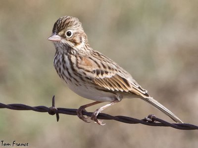 sparrow_vesper