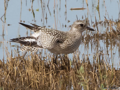 black-bellied_plover