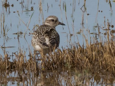 black-bellied_plover