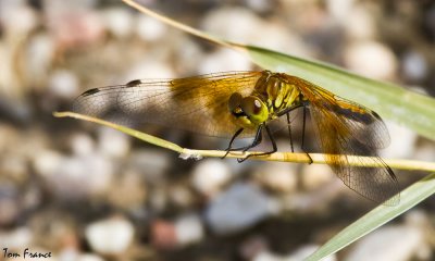 band-winged_meadowhawk