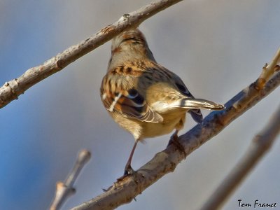 sparrow_american_tree