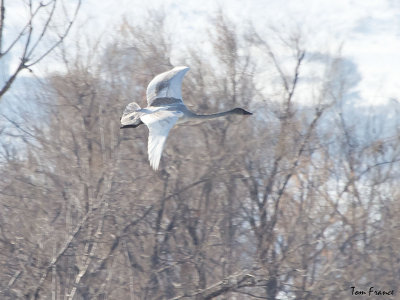 swan_trumpeter