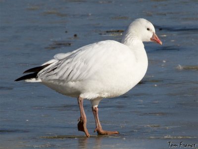 goose_ross