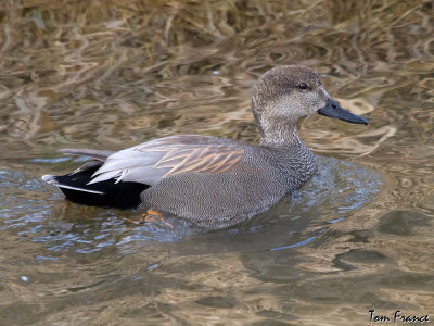 gadwall