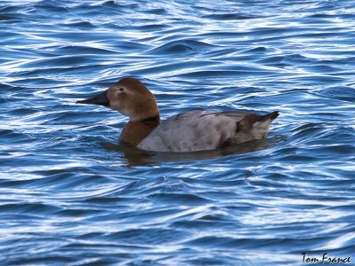 Canvasback6 female.jpg