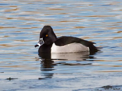 ring-necked_duck