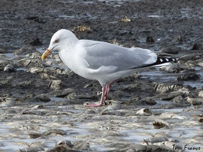 herring_gull