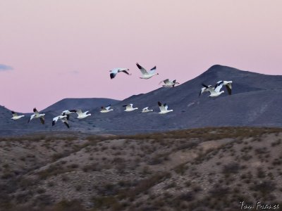 show_goose