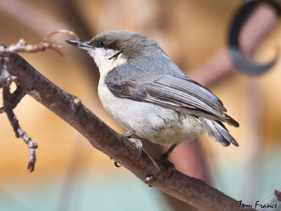 Pygmy Nuthatch04.jpg
