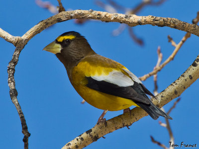 grosbeak