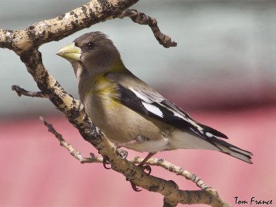 evening_grosbeak