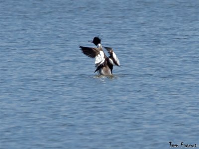 Red-breasted Merganser1b.jpg