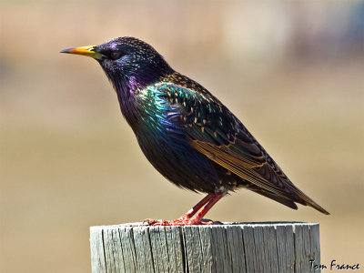 starling_european