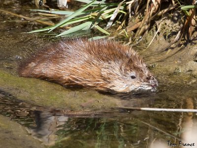 muskrat