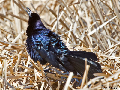 great-tailed_grackle