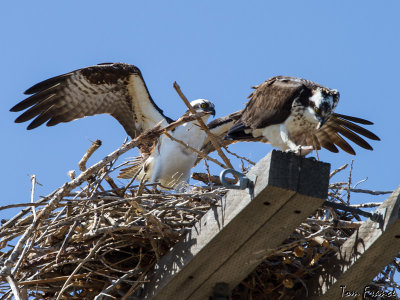 osprey