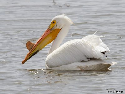 pelican_american_white