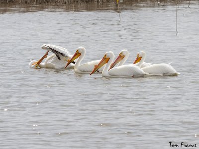 pelican_american_white
