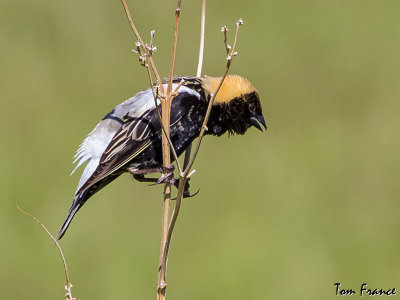 Bobolink1a.jpg