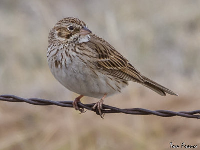 sparrow_vesper