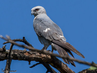 Mississippi Kite1a.jpg