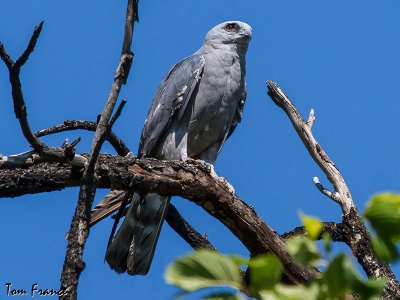 Mississippi Kite1b.jpg
