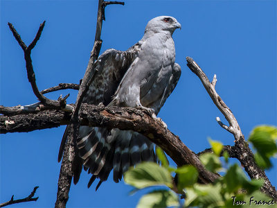 Mississippi Kite1.jpg